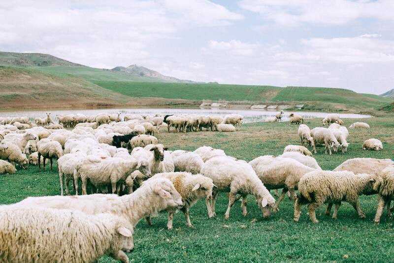 Alimentos nutracéuticos: cubos minerales para vacas y ovejas